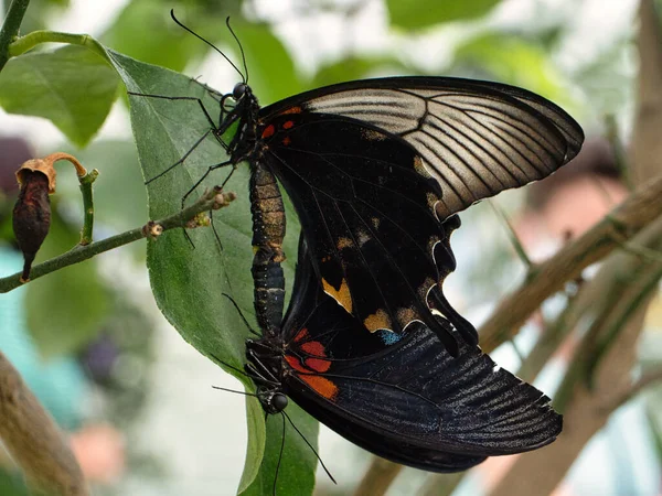 Ağaç Dalına Tüneyen Çiftleşen Kelebekler — Stok fotoğraf