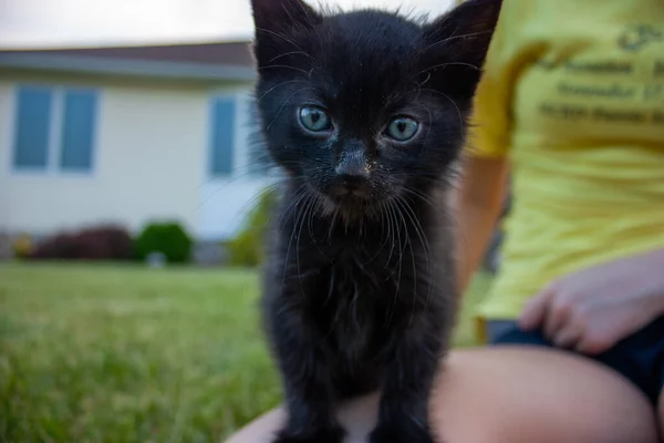 Retrato Gatinho Doméstico Preto Bonito Olhando Para Espectador Enquanto Sentado — Fotografia de Stock