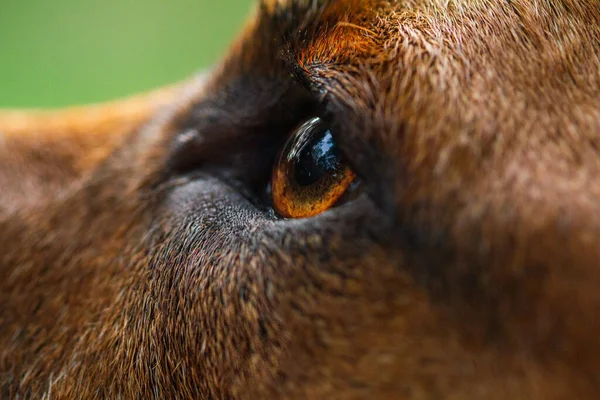 Een Close Van Een Hond Met Bruine Ogen — Stockfoto