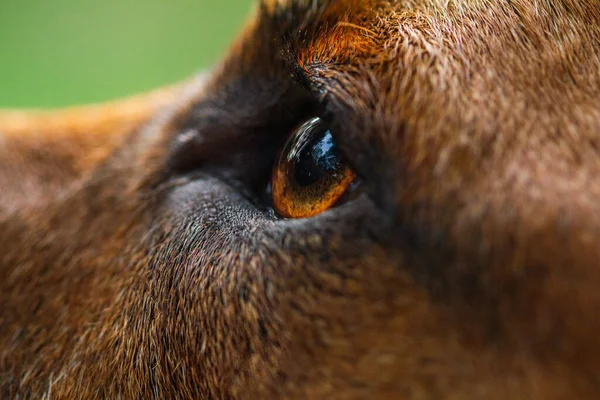 Gros Plan Chien Aux Yeux Marron — Photo