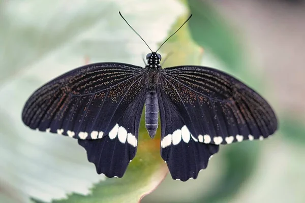 Nahaufnahme Eines Schmetterlings Einem Garten Während Des Tages — Stockfoto