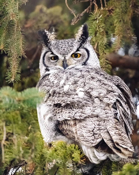 Closeup Shot Beautiful Big Horned Owl Standing Branch Tree Staring — Stock Photo, Image