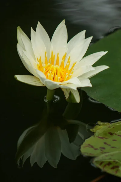 Vertical Closeup Shot Beautiful Water Lily Pond — Stock Photo, Image