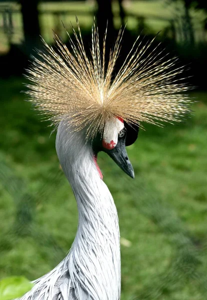 Colpo Verticale Una Gru Coronata — Foto Stock