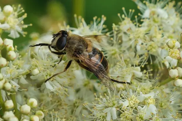 Primer Plano Una Abeja Algunas Flores Durante Día —  Fotos de Stock