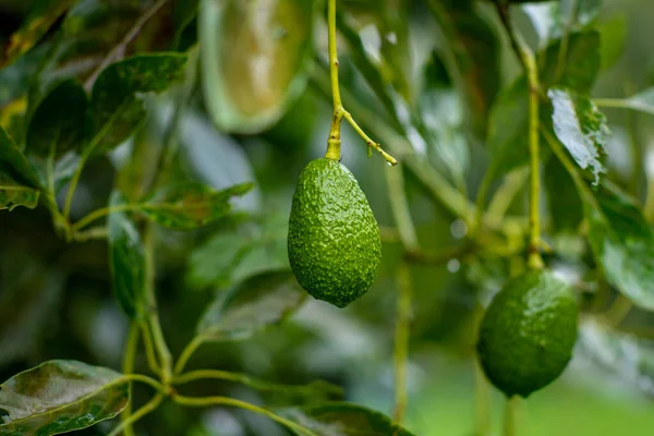 Eine Nahaufnahme Von Ein Paar Avocados Die Von Einem Baum — Stockfoto