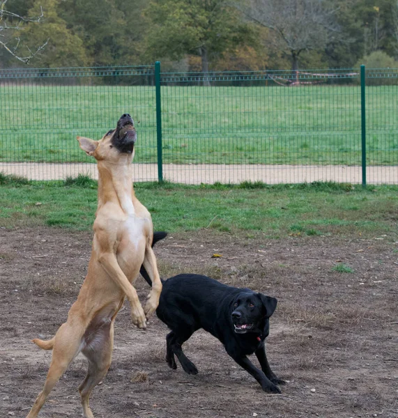 Собаки Разных Пород Играют Друг Другом Парке — стоковое фото