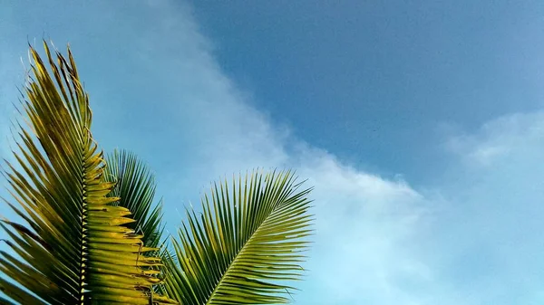 菲律宾锡基乔岛上的椰子叶子特写镜头 — 图库照片