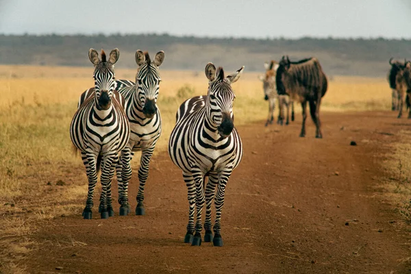 A shallow focus of Zebra animal group walking in the farmland against a blue sky