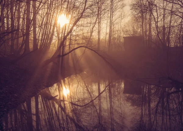 Une Vue Panoramique Lumière Soleil Passant Travers Les Branches Arbres — Photo