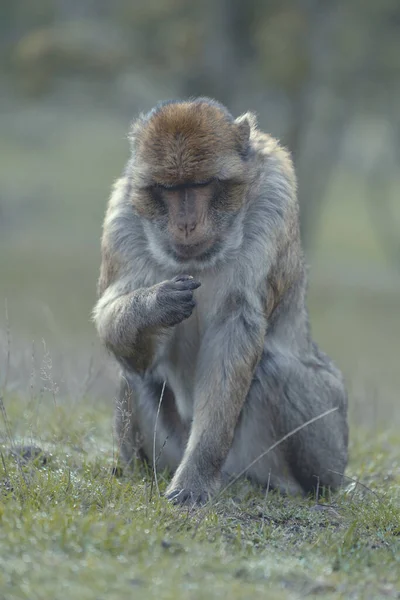Vahşi Doğadaki Bir Maymun Dikey Görüntüsü — Stok fotoğraf