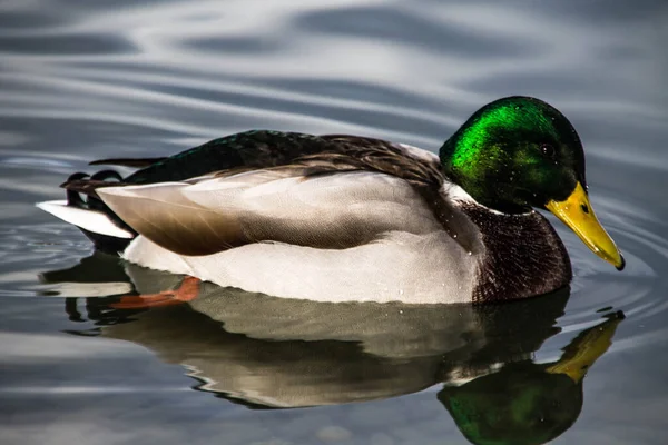 Ein Schöner Blick Auf Eine Stockente Mit Dem Spiegelbild Das — Stockfoto