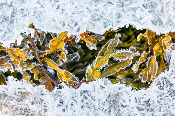Kışın Karla Kaplı Güzel Bir Manzara — Stok fotoğraf