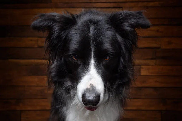 Closeup Shot Border Collie Funny Face Wooden Background — Stock Photo, Image