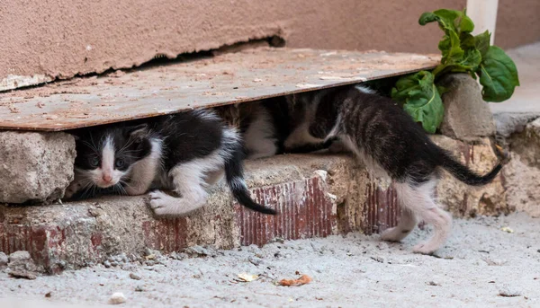 Una Bella Inquadratura Gattini Nascosti Nell Angolo Una Strada — Foto Stock