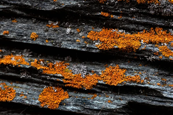 Zdjęcie Czarnej Skały Pokrytej Pomarańczowym Mchem — Zdjęcie stockowe
