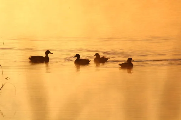 Grupo Ánades Reales Nadando Lago Durante Una Puesta Sol Dorada —  Fotos de Stock