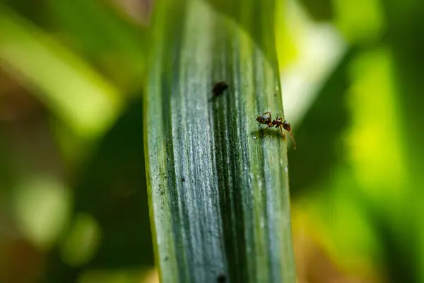 Primer Plano Hormigas Sobre Una Hoja Verde — Foto de Stock