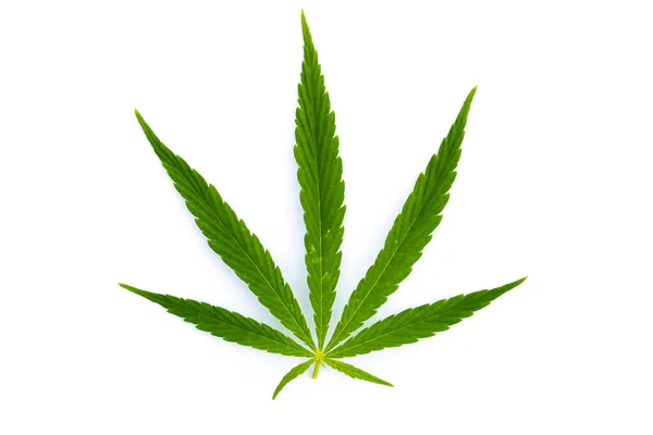 Cannabis Marijuana Leaf Sativa Weed Hemp Hash Leaf — Stock Photo, Image