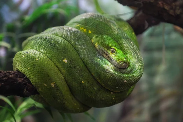 Ein Grüner Python Auf Einem Ast Wald — Stockfoto