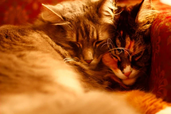 Closeup Cats Hugging Sofa — Stock Photo, Image