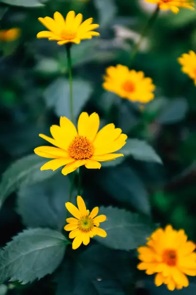 Egy Közeli Kép Néhány Sárga Virágról Kertben — Stock Fotó