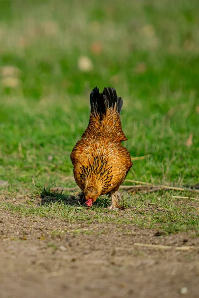 日中森の中で鶏の美しいショット — ストック写真