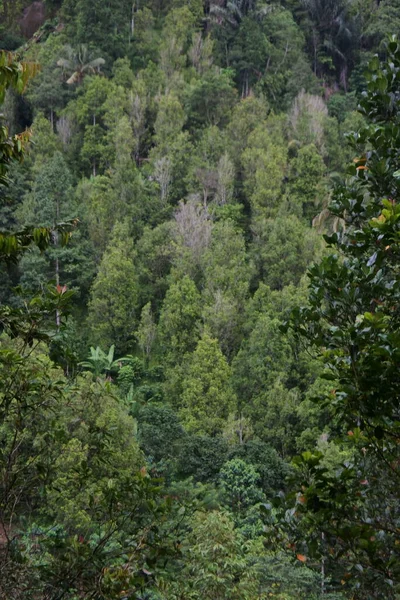 Sebuah Gambar Vertikal Dari Hutan Lebat Dengan Pohon Pinus — Stok Foto