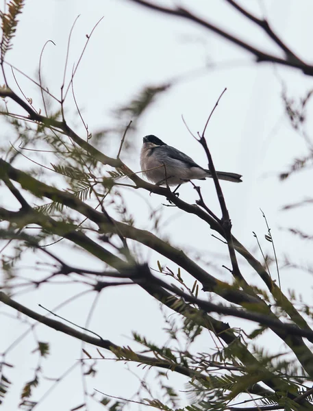 Vertical Shot Little Sparrow Sitting Branch — Stock Photo, Image