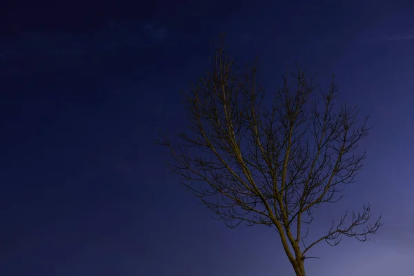 Primer Plano Árbol Otoño Contra Una Luz Que Desvanece — Foto de Stock