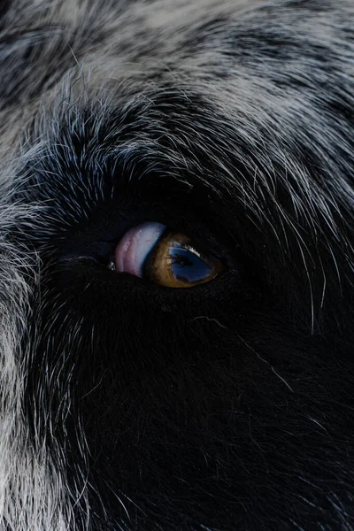 Крупним Планом Чарівна Собака Коричневими Очима — стокове фото