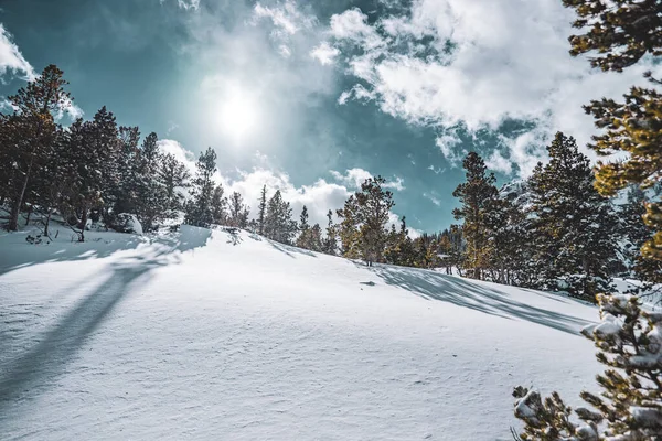 Прекрасний Зимовий Пейзаж Засніженому Лісі — стокове фото