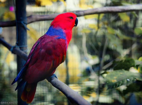 Closeup Shot Lovely Red Blue Parrot Perching Wooden Surface Aviary — Stock Photo, Image