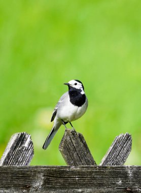 Tahta bir çitte oturan bir kuşun (motacilla alba) yakın plan dikey görüntüsü