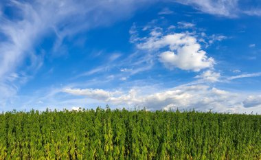 Güneşli bir günde kenevir tarlasının güzel manzarası