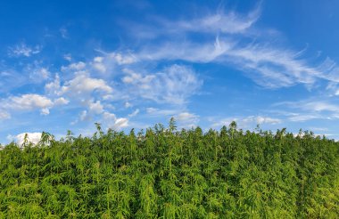 Marihuana tarlasında bulutlu bir gökyüzünün altında kenevir tarlası.