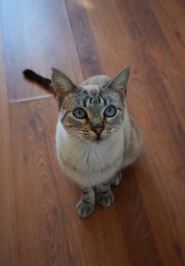 Ahşap zeminde oturan sevimli iki renkli kedinin dikey yakın çekimi..