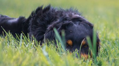 Yeşil bir bahçede yatan güzel bir Avustralya çoban köpeğinin yakın çekimi.