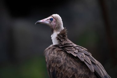 Bir yandan bakan güzel bir akbaba profili.