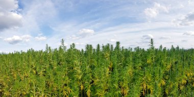 Ağaçlı ve yeşillikli güzel bir manzara.