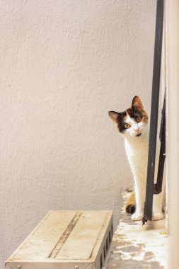 Pencere seçici kedi kameraya bakıyor.