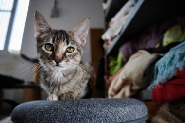 Dairedeki bir kedinin yakın plan fotoğrafı.