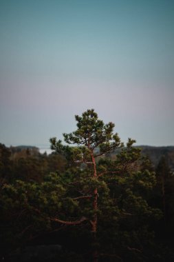 Ormandaki çam ağacının dikey görüntüsü. Seçili odak.