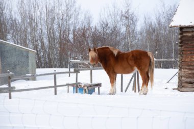 Kışın dışarıda yürüyen güzel kahverengi evcil bir atın yan görüntüsü.