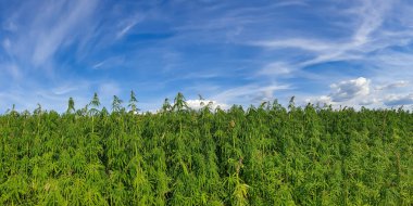 Bitmeyen bir kenevir tarlasının geniş bir görüntüsü.