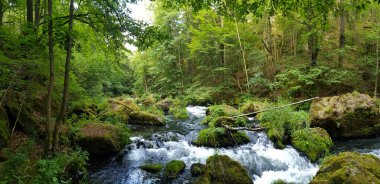 Yeşil bir ormanda akan bir nehrin geniş bir görüntüsü..
