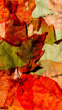 Yere düşen sonbahar yapraklarının dikey görüntüsü.