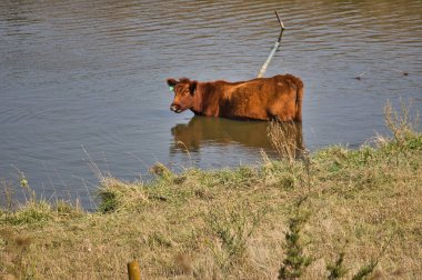 Gölde yüzen kahverengi bir inek