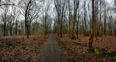 Bulutlu bir gökyüzünün altındaki doğal manzara manzarasına bir göz atın.