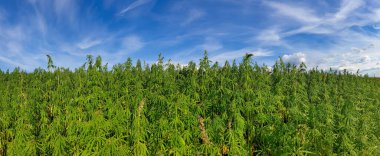 Güneşli bir günde kenevir tarlasının güzel manzarası